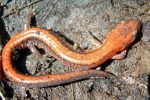Redback Salamander - Striped Morph - By:Wayne Fidler