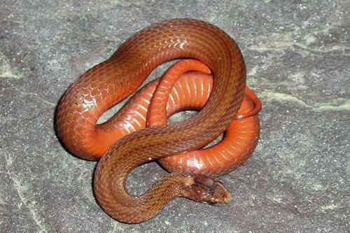 Red-bellied Snake – PA HERP IDENTIFICATION