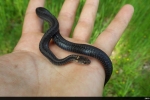 Red-bellied Snake - Black Belly- Jordan Allen