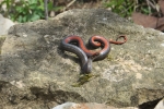 Red-bellied Snake - By: Don Becker