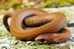 Red-bellied Snake- By: Bob Hamilton