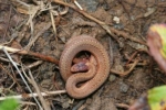 Red-bellied Snake - By: Kyle Loucks