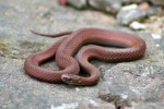 Red-bellied Snake - By: Kyle Loucks