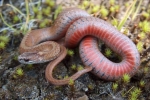 Red-bellied Snake- By: Rex Everett
