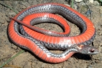Red-bellied Snake - By: Wayne Fidler