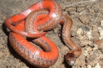 Red-bellied Snake- By: Wayne Fidler