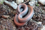 Redbelly Snake -Juvenile with unusual coloration - By: Rex Everett