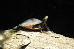 Redbelly Turtle - By: Stephen Staedtler