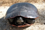 Redbelly Turtle - By: Bob Hamilton