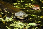 Redbelly Turtle - By: Stephen Staedtler
