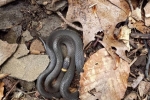 Ring-necked Snake - By:  Jason Poston
