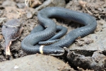 Ring-necked Snake - By:  Sebastian Harris