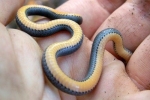 Ring-necked Snake - Belly without pattern - By: Billy Brown