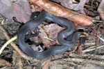 Ring-necked Snake - By: Kyle Loucks
