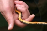 Ring-necked Snake - By: Kyle Loucks