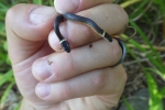 Ring-necked Snake - By: Andy Weber