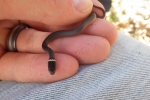 Ring-necked Snake - By: Andy Weber