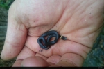 Ring-necked Snake - By: Billy Brown