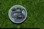 Ring-necked Snake - By: M. Anne Esbenshade