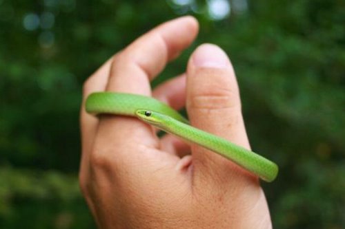 kingsnake blog  Blog - Desperately seeking smooth green snakes