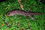 Seal Salamander - By Ed Patterson