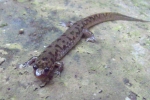 Seal Salamander - By: John Smith