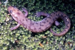 Seal Salamander - By: Tom Diez