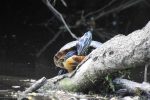 Red-eared Slider By: Nate Nazdrowicz