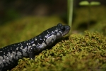 Slimy Salamander By: Don Becker