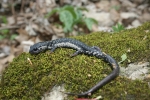 Slimy Salamander By: Don Becker
