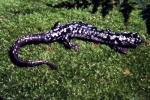 Slimy Salamander - By: Tom Diez