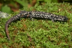 Slimy Salamander - By: Jason Poston