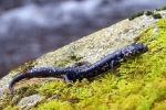Slimy Salamander - By: Kyle Loucks