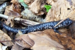 Slimy Salamander - By: Kyle Loucks