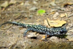 Slimy Salamander - By: Bob Hamilton