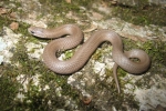 Smooth Earthsnake By: Don Becker