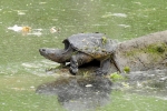 Snapping Turtle By:  Stephen Staedtler
