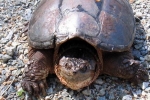Snapping Turtle By: Dave Emma