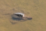 Snapping Turtle By: Billy Brown