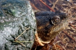 Snapping Turtle By: Wayne Fidler