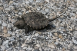 Snapping Turtle By: Don Becker