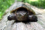Snapping Turtle By: John Smith