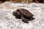 Snapping Turtle By: Bob Hamilton