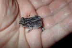 Spadefoot Frog By: Brandon Ruhe
