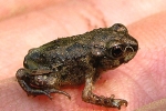 Spadefoot Frog By: Brandon Ruhe