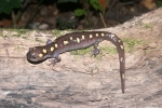 Spotted Salamander By: Don Becker