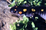 Spotted Salamander - By: Tom Diez