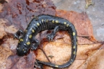 Spotted Salamander - By:  Jason Poston