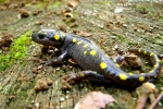 Spotted Salamander - By: Bob Hamilton