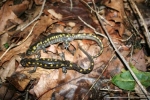 Spotted Salamander - By:  Jason Poston